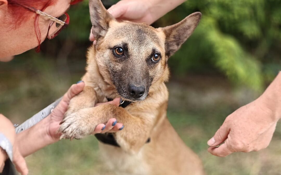 UK Based (Folkestone CT12,): Santos- 1-year-old small size boy