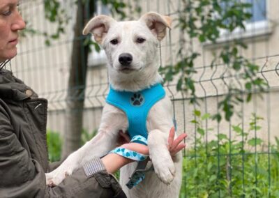 Freja- 8-month-old lower-medium (below the knee) girl – Ukraine war dog-arrival 26 June