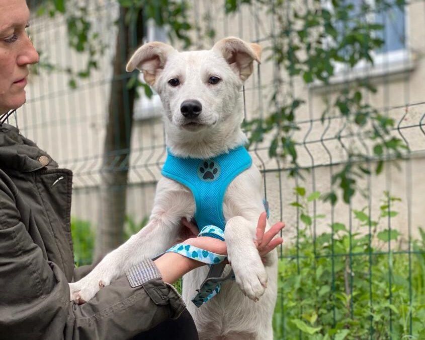 Freja- 8-month-old lower-medium (below the knee) girl – Ukraine war dog-arrival 26 June