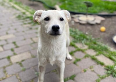 Reserved: Tosca- 8-month-old lower-medium (below the knee) girl- Ukraine war dog-arrival 26 June