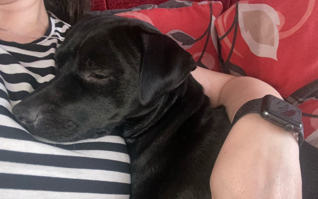 URGENT: UK Surrender(Cheshire WA7): Milo- 6-year-old Patterdale Terrier-small but solid- Reduced Fees