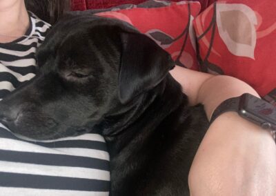 URGENT: UK Surrender(Cheshire WA7): Milo- 6-year-old Patterdale Terrier-small but solid- Reduced Fees
