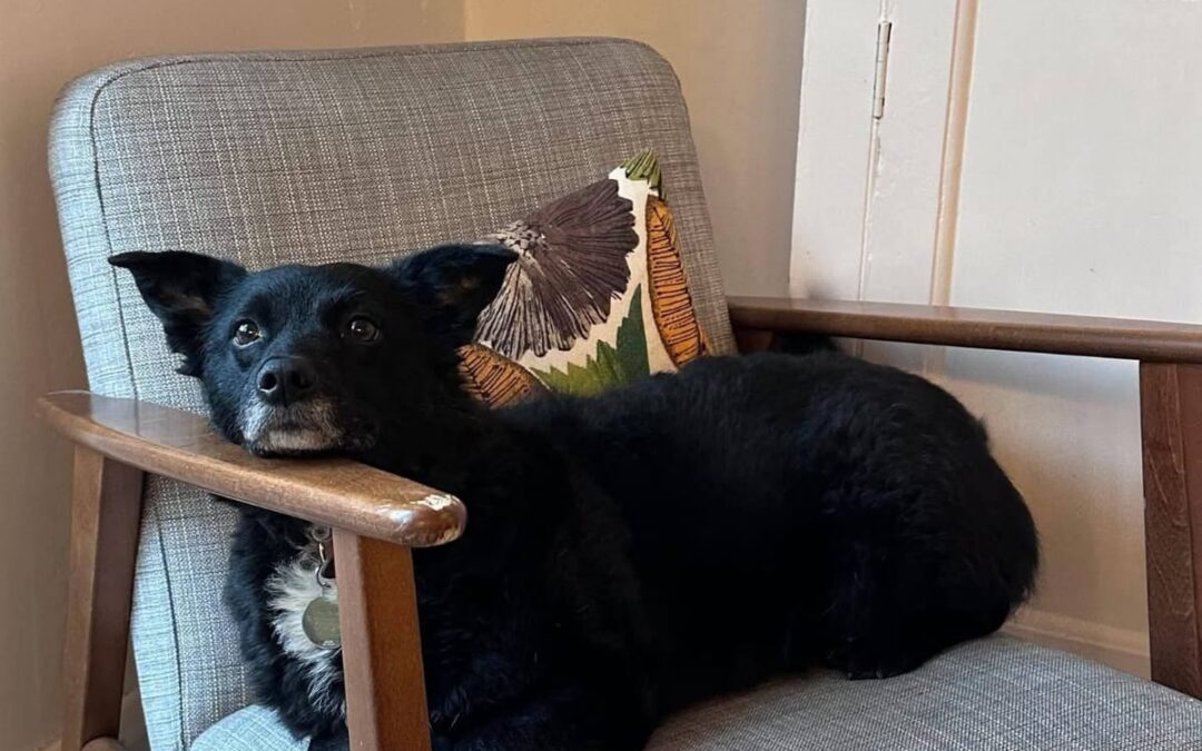 URGENT: UK Surrender (Nottingham NG5): Koda- 4.5-year-old small-medium girl- Reduced Fee
