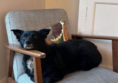 URGENT: UK Surrender (Nottingham NG5): Koda- 4.5-year-old small-medium girl- Reduced Fee