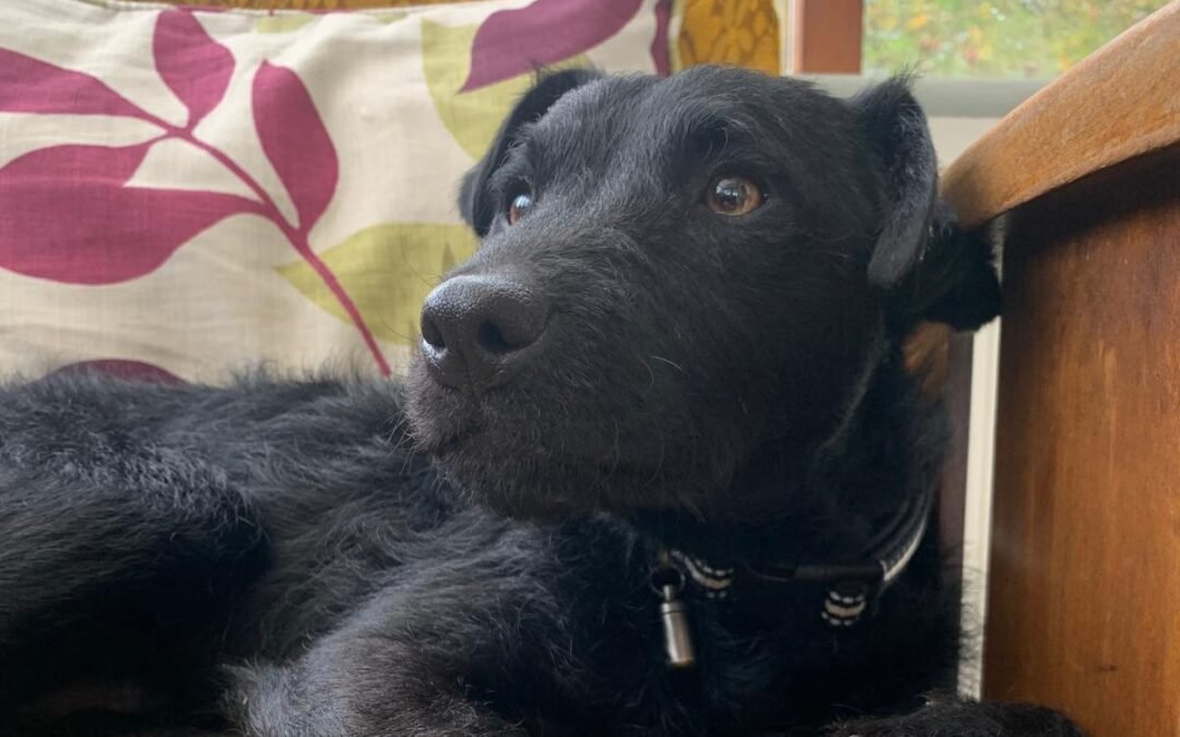 UK Surrender (Wolverhampton WV3):Jake- 1,5 years old Patterdale Cross boy-small-to-low medium- Reduced Adoption Fee
