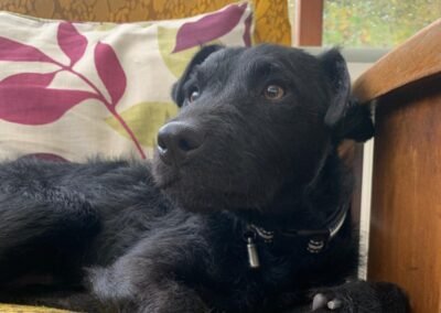 URGENT:UK Surrender (Wolverhampton WV3):Jake- 1,5 years old Patterdale Cross boy-small-to-low medium- Reduced Adoption Fee