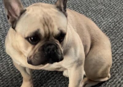 UK Surrender (Nottingham, NG17): Bear- 4-year-old French Bulldog boy