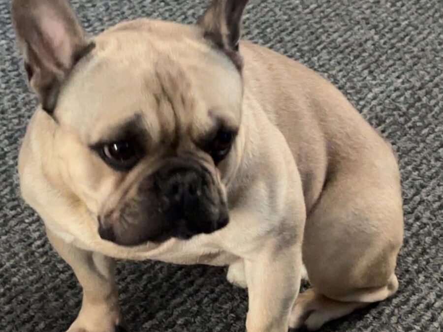 UK Surrender (Nottingham, NG17): Bear- 4-year-old French Bulldog boy