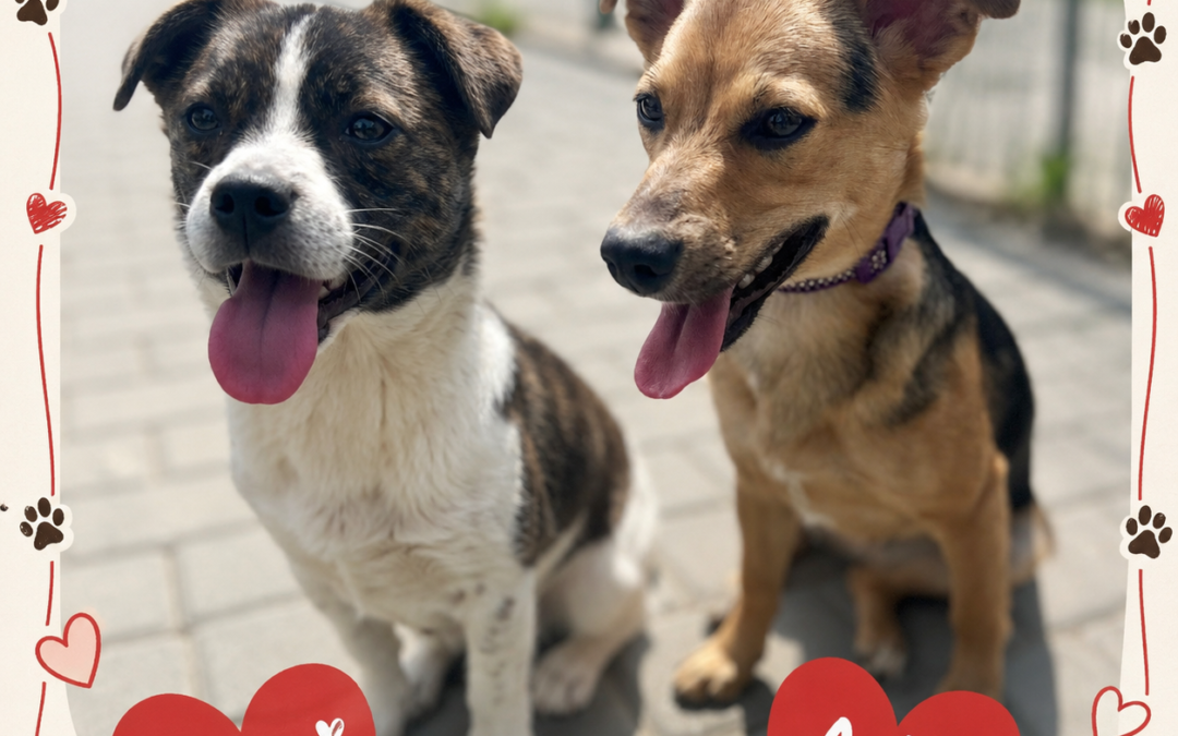 Yumi & Asha- 11-month-old small size – Together or Separately- Ukraine war dog-arrival 19 August