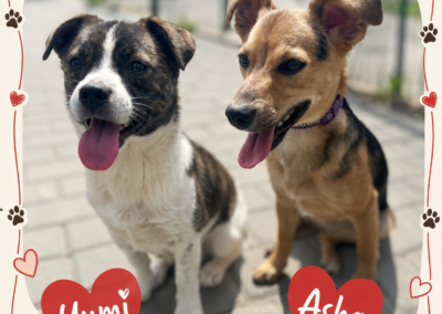 Yumi & Asha- 11-month-old small size – Together or Separately- Ukraine war dog-arrival 19 August