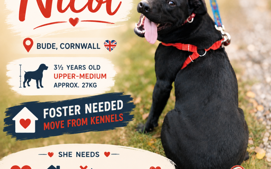 URGENT:  UK Based (Cornwall):Nicol- 3-year-old girl-upper-medium size- REDUCED FEES