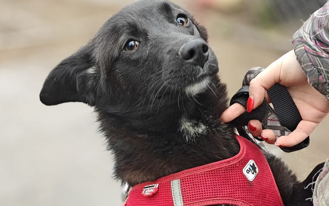 UK Based (Essex, SS6) : Yuki – Sweet and Loving- 10-month-old small-medium girl-Adoption fee reduced (rehoming)