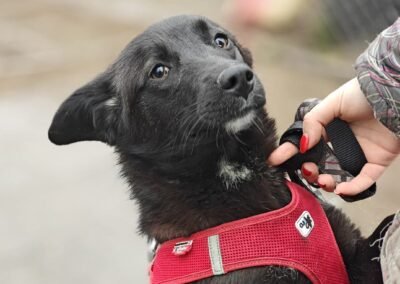 UK Based (Essex, SS6) : Yuki – Sweet and Loving- 10-month-old small-medium girl-Adoption fee reduced (rehoming)