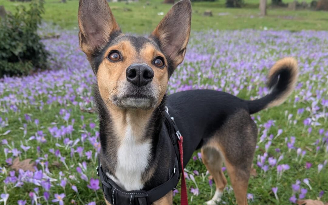 URGENT FOSTER OR ADOPT: UK Surrender (Croydon CR0): Ilo – 5 years old beautiful lower-medium-sized girl- Reduced Fees