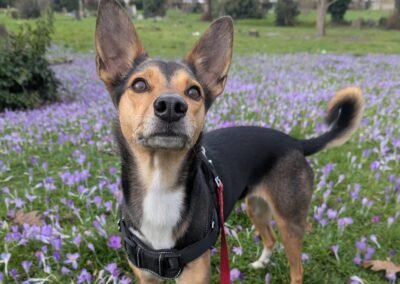URGENT FOSTER OR ADOPT: UK Surrender (Croydon CR0): Ilo – 5 years old beautiful lower-medium-sized girl- Reduced Fees