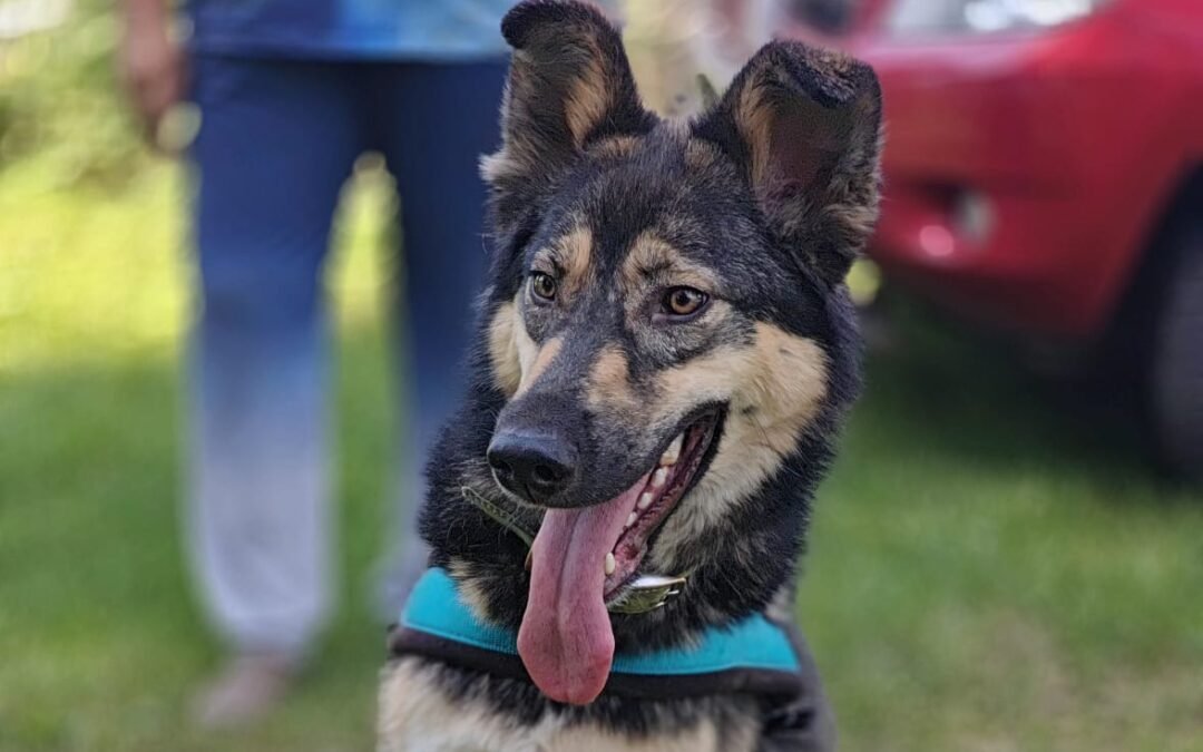 Matty- 1.5-year-old medium/upper-medium girl -full of love & enthusiasm- Ukraine war dog-arrival 19 August