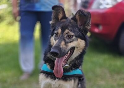 Matty- 1.5-year-old medium/upper-medium girl -full of love & enthusiasm- Ukraine war dog-arrival 19 August