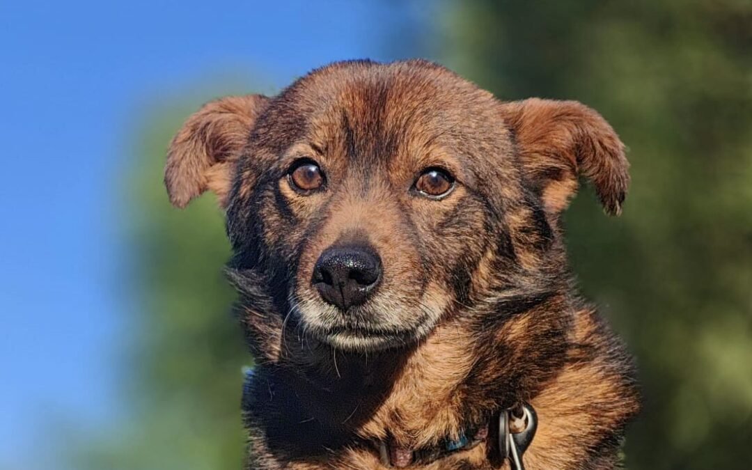 Rex-4.5-year-old small-to-medium boy -gentle & well-balanced- Ukraine war dog-arrival 19 August