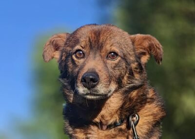 Rex-4.5-year-old small-to-medium boy -gentle & well-balanced- Ukraine war dog-arrival 19 August