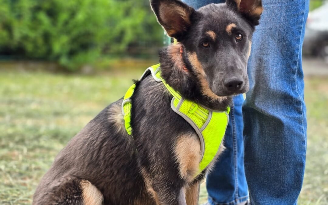 Teresa -1-year-old low-medium/medium (knee size) girl- Ukraine war dog-arrival 19 August