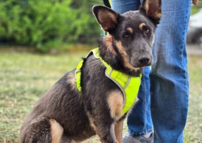 Teresa -1-year-old low-medium/medium (knee size) girl- Ukraine war dog-arrival 19 August