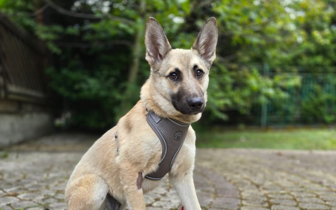 Vivie-1-year-old low-medium girl below the knee -calm & gentle- Ukraine war dog-arrival 19 August