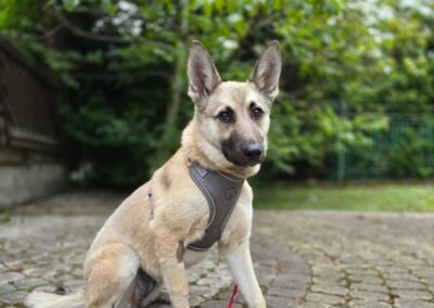 Vivie-1-year-old low-medium girl below the knee -calm & gentle- Ukraine war dog-arrival 19 August