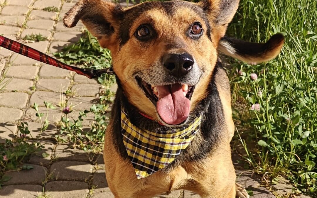 Eclair- 4-year-old low-medium boy -cheerful & affectionate- Ukraine war dog-arrival 19 August