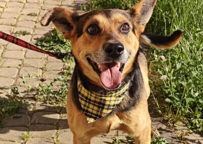 Eclair- 4-year-old low-medium boy -cheerful & affectionate- Ukraine war dog-arrival 19 August