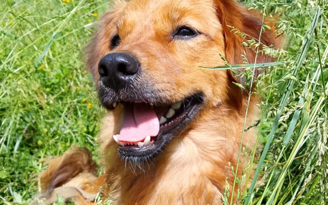 Reserved: Kuzya-10-month-old small boy-gentle & affectionate- Ukraine war dog-arrival 19 August