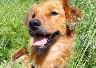 Reserved: Kuzya-10-month-old small boy-gentle & affectionate- Ukraine war dog-arrival 19 August