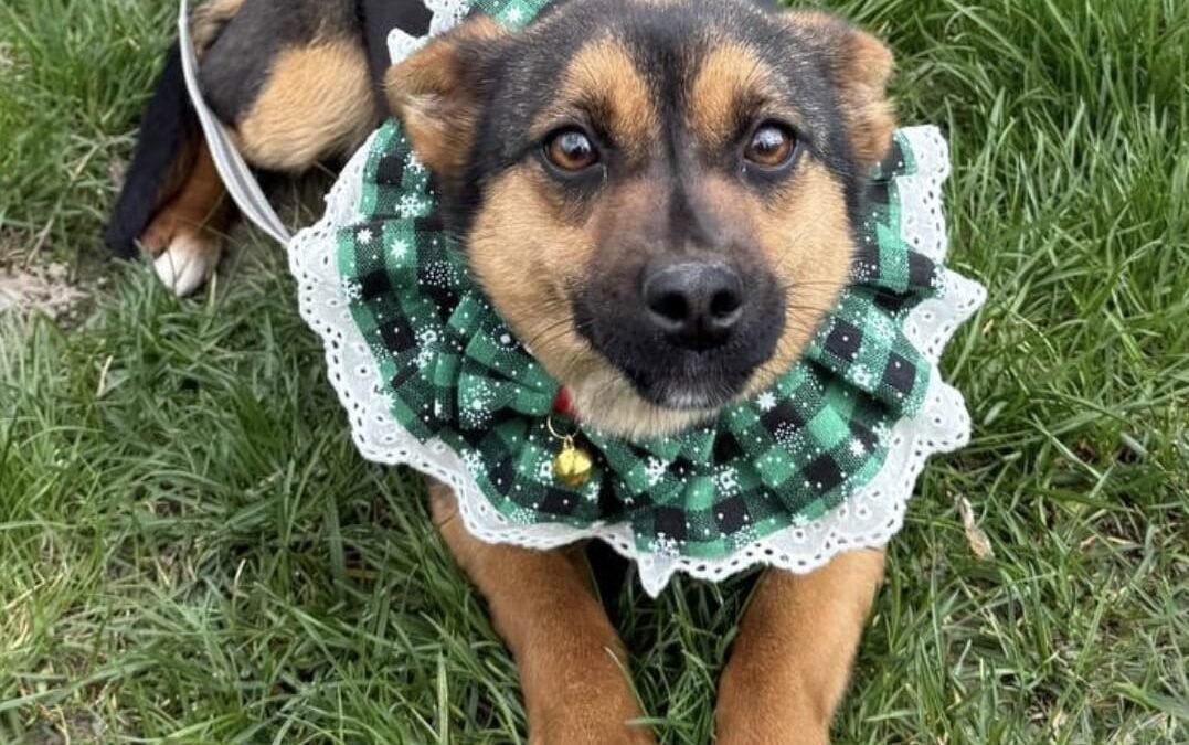 Bonnie-1-year-old small girl- bright & affectionate- Ukraine war dog-arrival 19 August