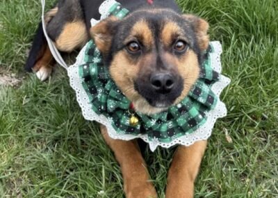 Bonnie-1-year-old small girl- bright & affectionate- Ukraine war dog-arrival 19 August