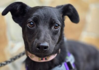 Nichka – 10-month-old small-to-lower medium delicate girl- Ukraine war dog-arrival 19 August