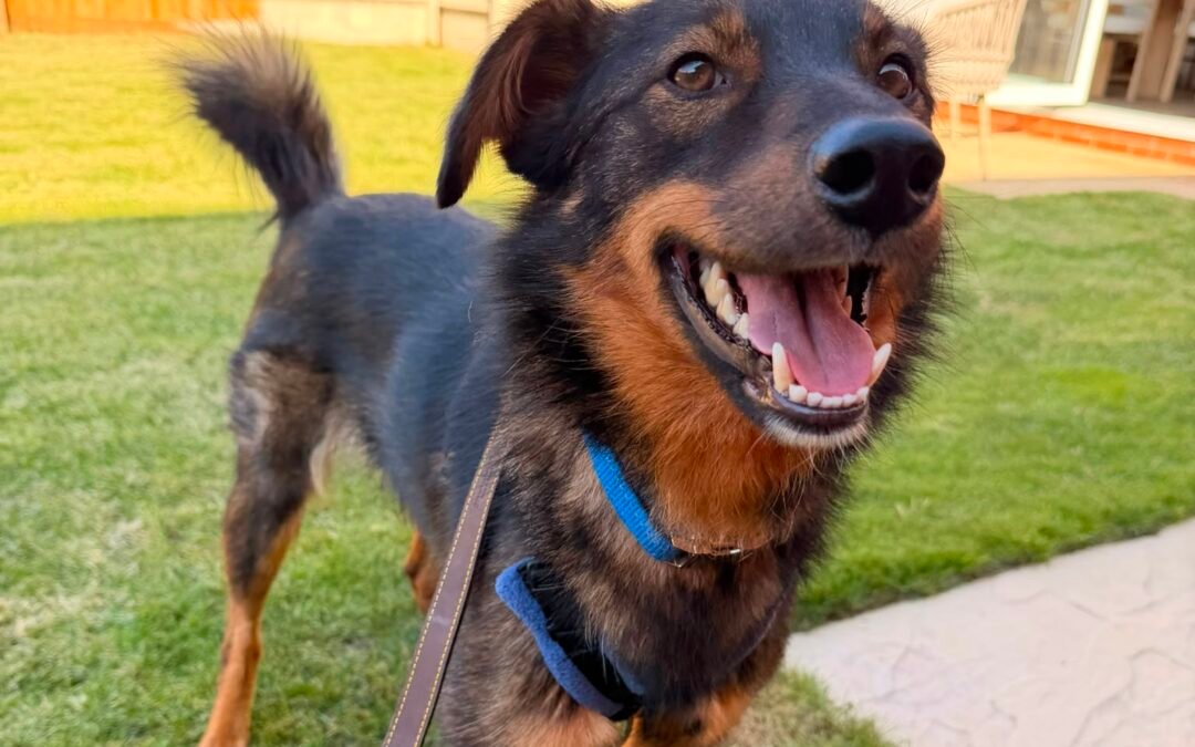 UK Based(Burton-upon-Trent DE15): Macho- 1½-year-old low-medium gentle boy-Reduced adoption fee