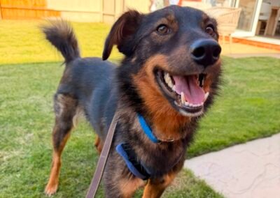 UK Based(Burton-upon-Trent DE15): Macho- 1½-year-old low-medium gentle boy-Reduced adoption fee