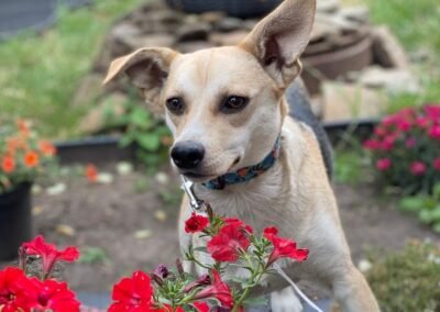 Caramel-10-month-old lower-medium (below/to the knee) girl-affectionate & joyful- Ukraine war dog-arrival 19 August