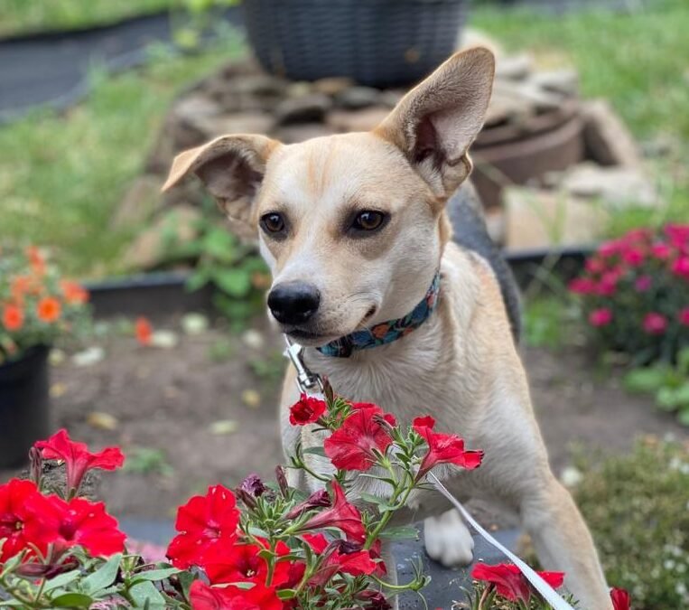 Caramel-10-month-old lower-medium (below/to the knee) girl-affectionate & joyful- Ukraine war dog-arrival 19 August