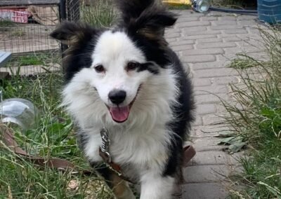 Leo- 2-year-old small always smiling boy- Ukraine war dog-arrival 19 August