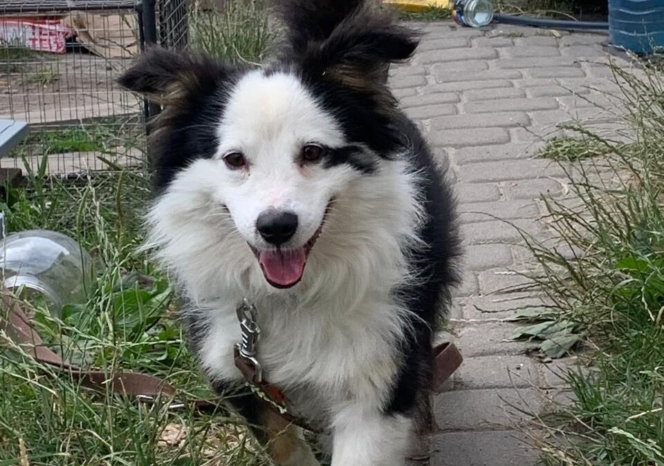 Leo- 2-year-old small always smiling boy- Ukraine war dog-arrival 19 August