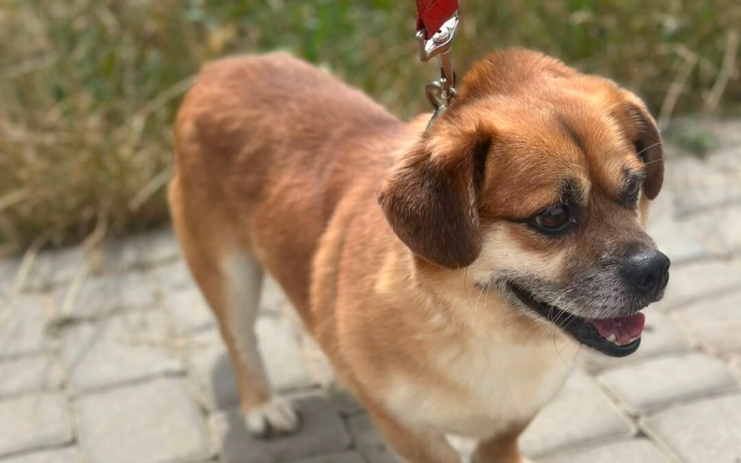 Maximilian -5-year-old small boy with a huge heart- Ukraine war dog-arrival 19 August