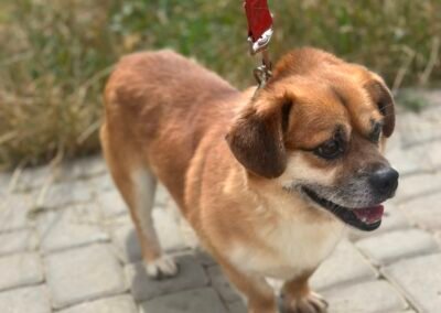 Maximilian -5-year-old small boy with a huge heart- Ukraine war dog-arrival 19 August