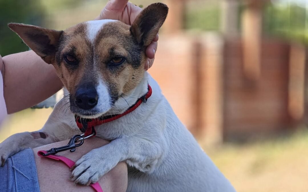 Sanya-3-year-old small girl – happy natured- Ukraine war dog-arrival 19 August