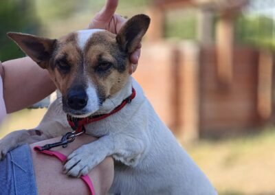Sanya-3-year-old small girl – happy natured- Ukraine war dog-arrival 19 August