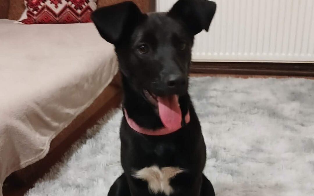 Naida-11-month-old knee size medium girl-the perfect balance of fun and good manners- Ukraine war dog-arrival 19 August
