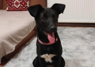 Naida-11-month-old knee size medium girl-the perfect balance of fun and good manners- Ukraine war dog-arrival 19 August
