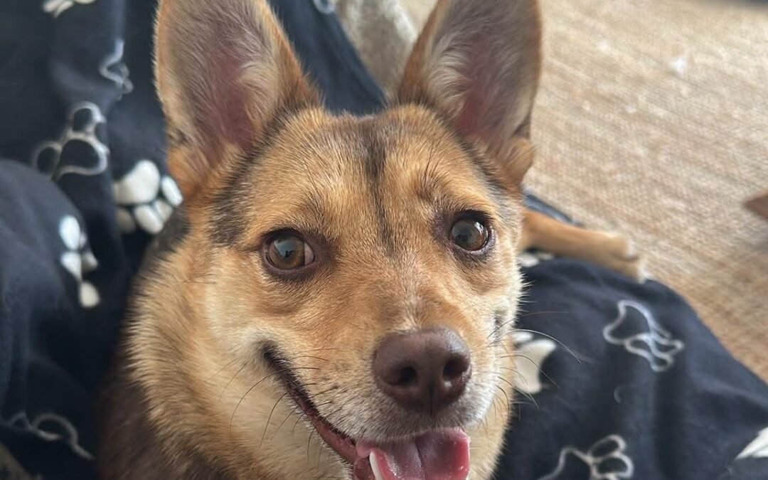 Reserved: UK Based(Cambridgeshire CB6): Rubah -3-year-old small girl with a loving personality-Reduced fees
