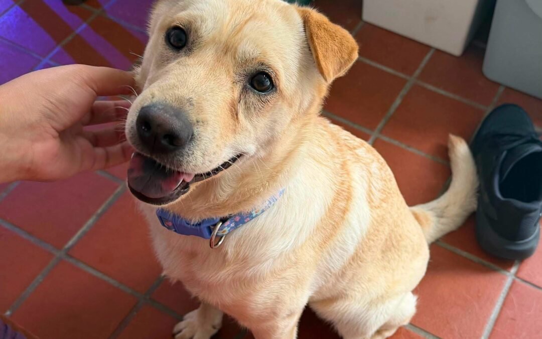 UK Based (Portsmouth PO16): Laima- Friendly and Joyful- 9-month-old low-medium girl- Shar Pei cross-