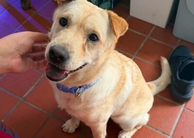 URGRNT: UK Based (Portsmouth PO16): Laima- Friendly and Joyful- 9-month-old low-medium girl- Shar Pei cross-