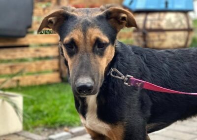 UK Based (Lichfield WS7, Staffordshire): Bruno- 18 month-old boy- Large size-Reduced Adoption fee